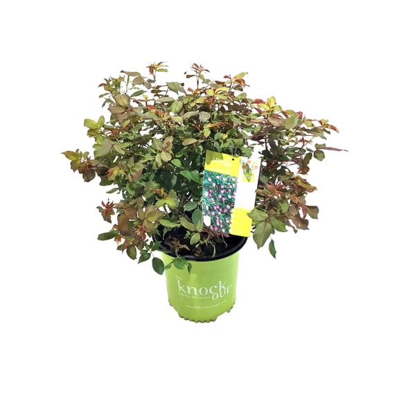 Knock Out Roses Blushing Knock Out Rose 2 Gallon (Rosa) Light Pink Flowers Are Disease Resistant Live Outdoor Plant