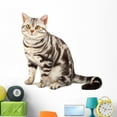 thumbnail image 1 of American Shorthair Cat Wall Decal by Wallmonkeys Peel and Stick Graphic (48 in W x 46 in H) WM60156, 1 of 4