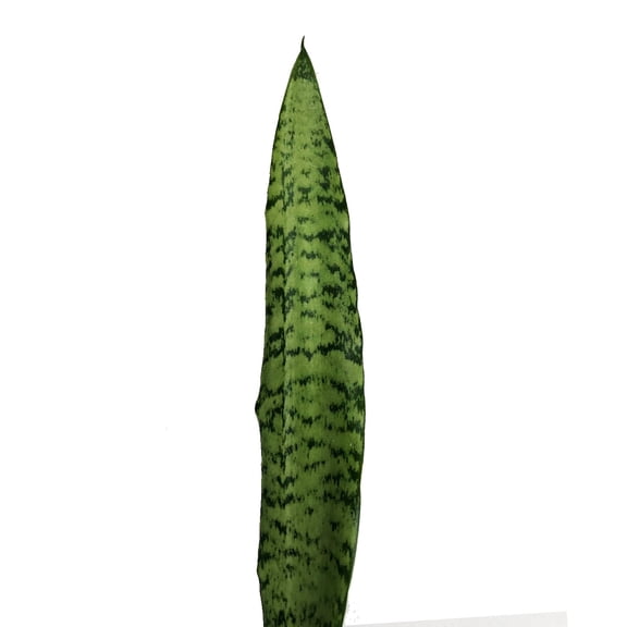 Silver Cobra Sanseveria - Farm Direct Fresh Cut Flowers - 40 Stems - by Bloomingmore