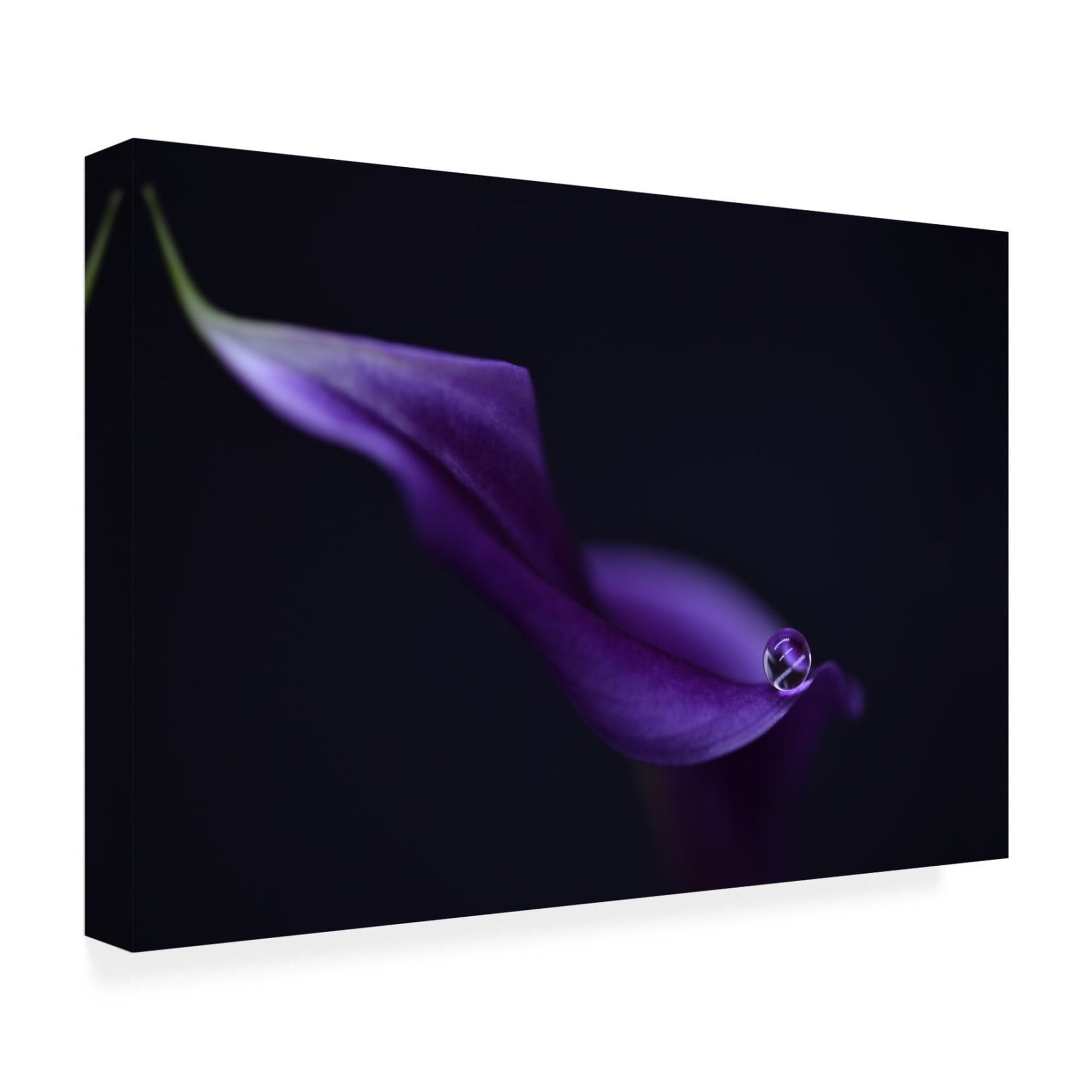 Canvas Wall Art - Heidi Westum 'Kala`S Pearl Lll' Wall Art for Living Room, Bedroom, or Office Décor by Trademark Fine Art - 32 x 22 Inches