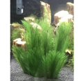 thumbnail image 5 of Fish Tank Large Water Grass Ornament Place Aquarium Terrarium Decoration 3, 5 of 9