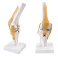 thumbnail image 4 of Knee Joint Model, Flexible Knee Model With Ligaments & Stand, Life Size Knee Anatomy Model, 4 of 4