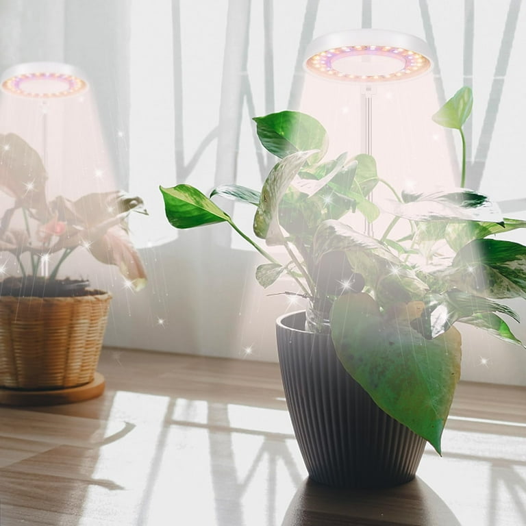 cheap indoor plants near me Easy Care Variety Bundle main image 0