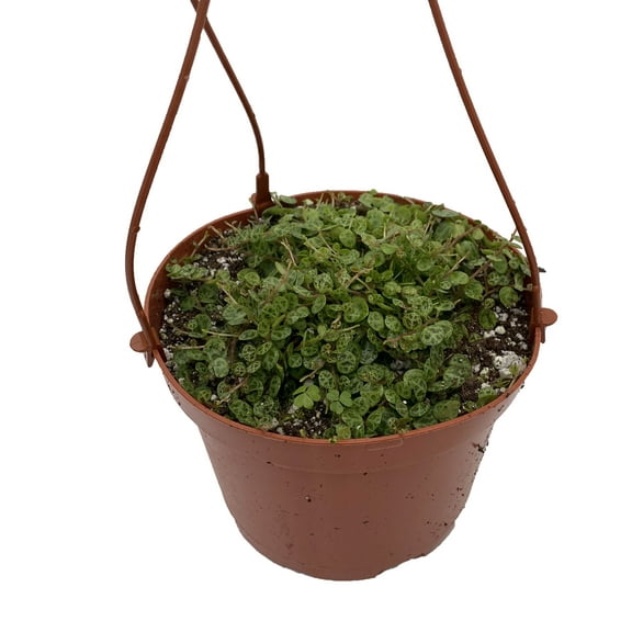 String of Turtles - Peperomia prostrata - 5" Hanging Basket