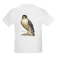 thumbnail image 2 of CafePress - Peregrine Falcon Bird Kids Light T Shirt - Light Classic Kids Graphic, Short Sleeve T-Shirt, Sizes XS-XL, 2 of 4