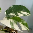 thumbnail image 2 of Variegated Albo Pothos - Live Plant in a 4 Inch Pot - Epipremnum Pinnatum Variegata - Extremely Rare and Beautiful Vining Indoor Houseplant - Air Purifying, 2 of 6