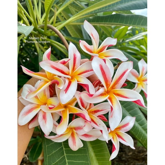 10 "Madam Poni" Plumeria Seeds Plants Flower Flowers Perennial Seed P-4 US Sell