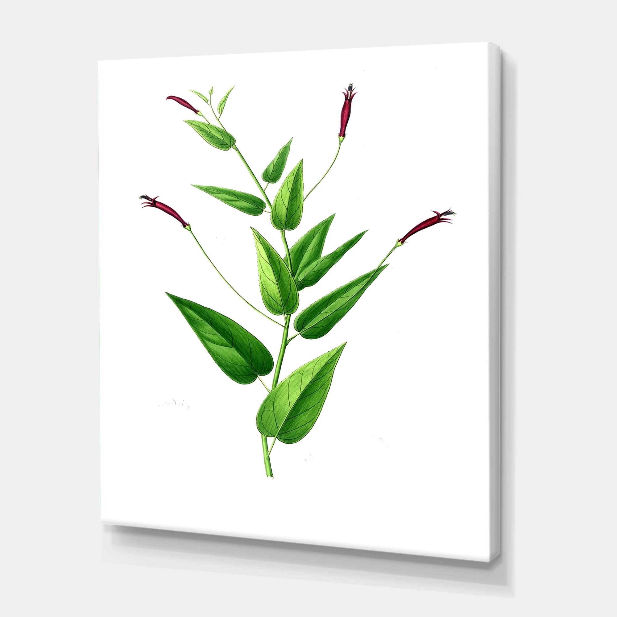 Designart ' Ancient London Plants VII ' Traditional Canvas Wall Art Print