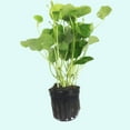Pennywort Brazilian (Hydrocotyle Leucocephala)
