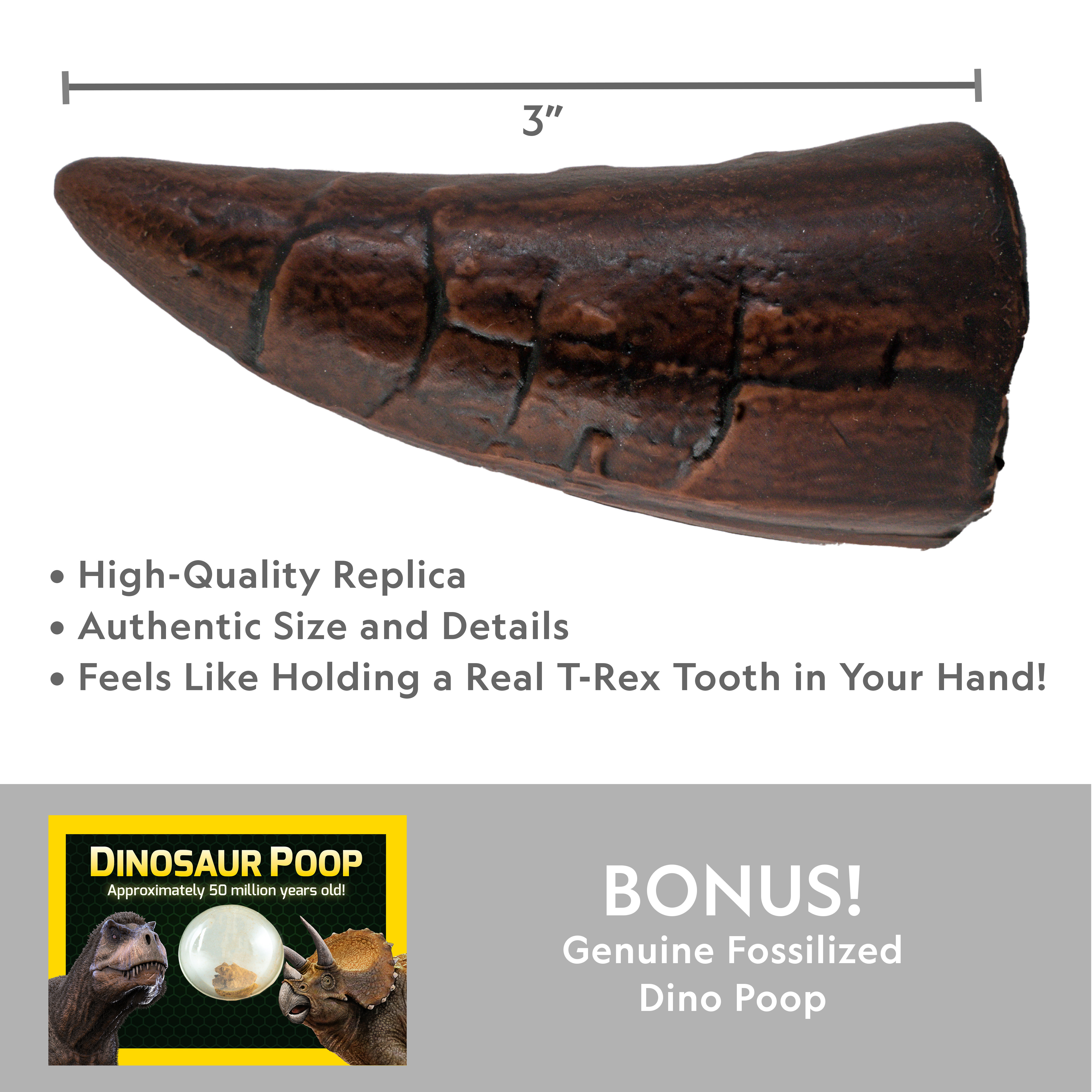 authentic trex tooth