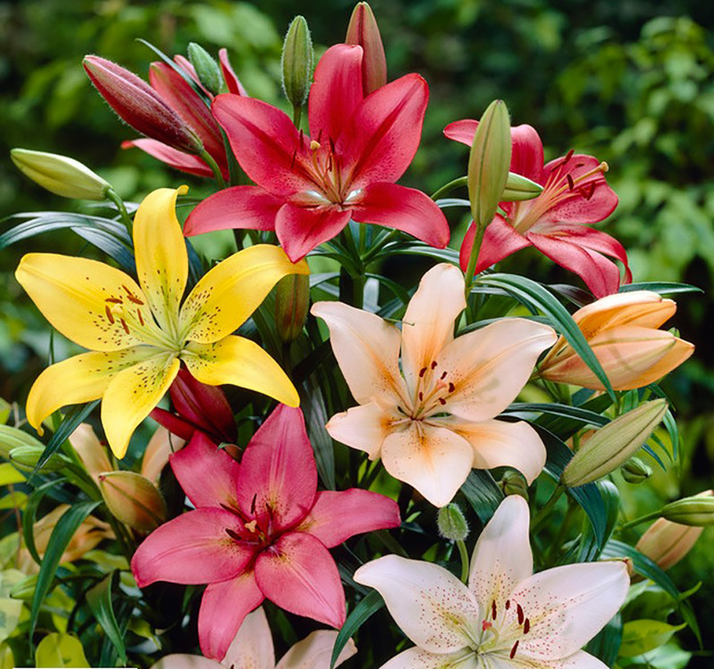 Hardy Asiatic Lily 8 Bulbs Mixed Colors Lovely Collection! 14/16 cm