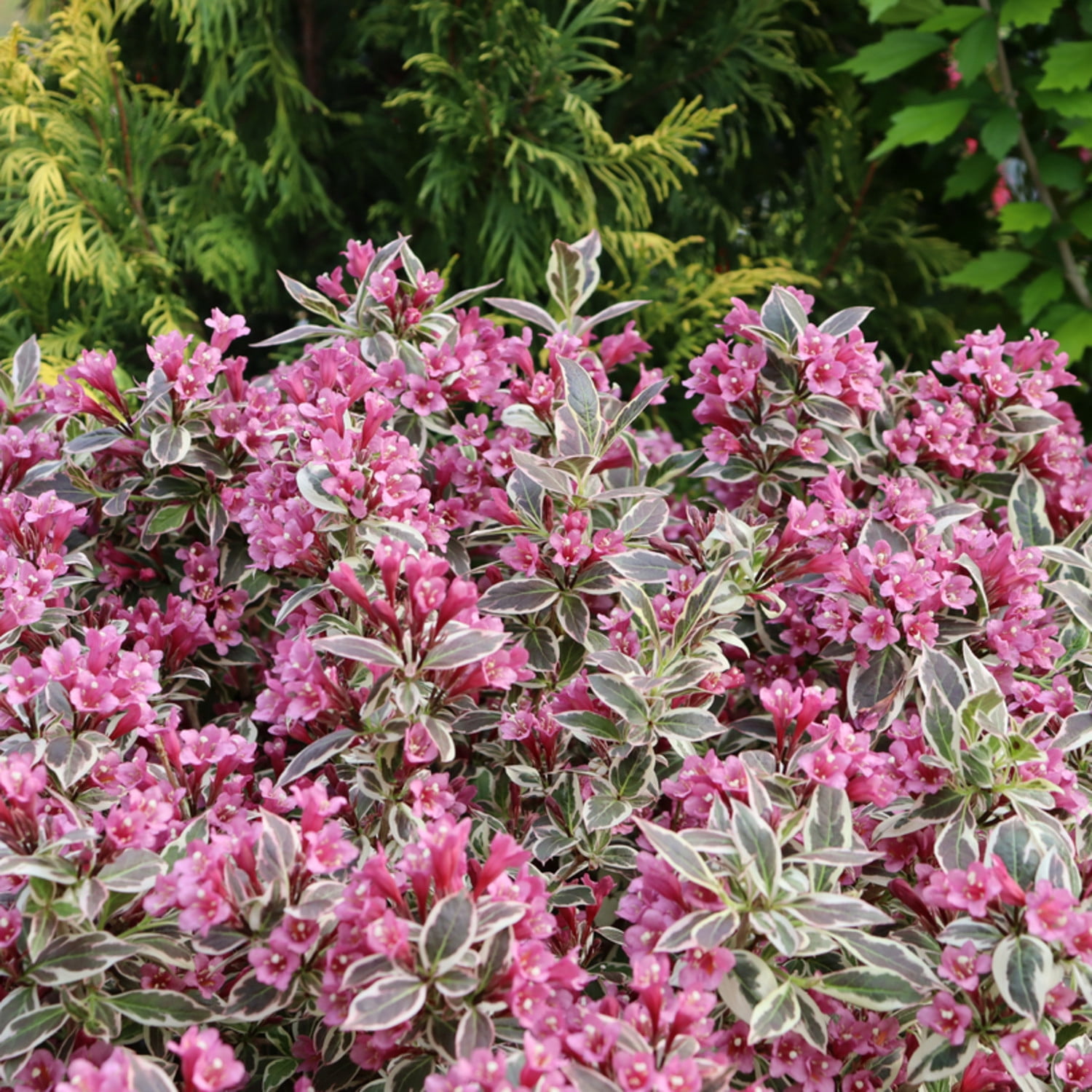 Proven Winners ColorChoice 5" My Monet Purple Effect Weigela Live Plant in 4.5" Pot (4 Count)