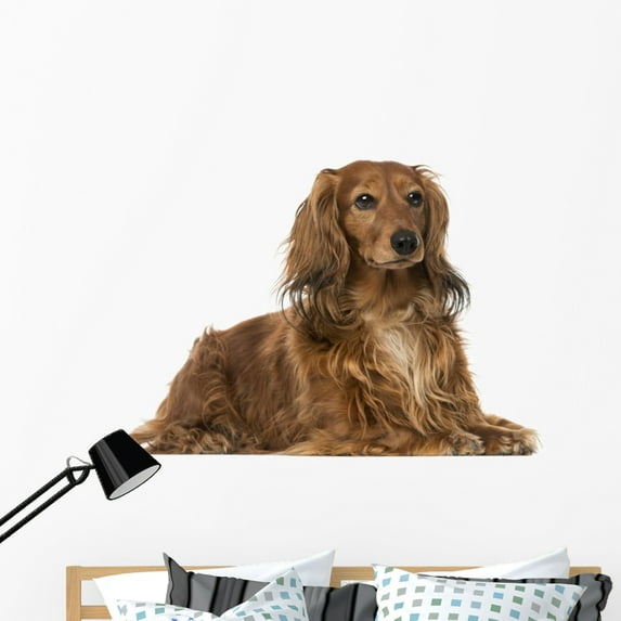 Dachshund 4 Years Old Wall Mural by Wallmonkeys Peel and Stick Graphic (48 in W x 32 in H) WM144148