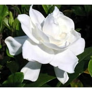 ( 1 ) - Summer Snow Gardenia - Starter Plant ( 4L ) - Evergreen - Fragrant White Flowers