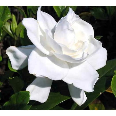 ( 1 ) - Summer Snow Gardenia - Starter Plant ( 4L ) - Evergreen - Fragrant White Flowers