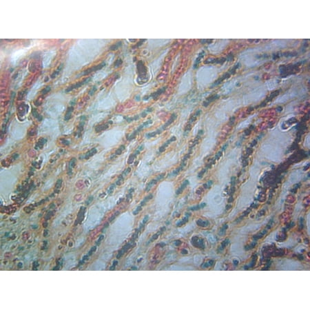 Nostoc; Showing Filaments and Sheaths; Cross Section; FS&FG Stain by Go Science Crazy price history on PriceWatchPro