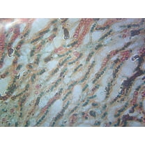 Nostoc; Showing Filaments and Sheaths; Cross Section; FS&FG Stain by Go Science Crazy