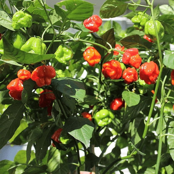 Trinidad Moruga Scorpion Hot Pepper Two Live Garden Plants Non GMO