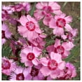 thumbnail image 4 of Everwilde Farms - 1/4 lb Cottage Pinks Garden Flower Seeds - Gold Vault Bulk Seed Packet, 4 of 4