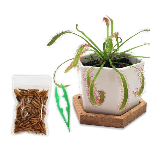 Cape Sundew Live Carnivorous Plant in White Ceramic Pot – Indoor Bug-Eating Plant with Food & Peat for Terrariums, Office, or Home Decor