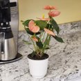 Altman Plants Pink Mix Anthurium Plant Gift, White Pot, 1012" Tall