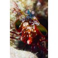 thumbnail image 1 of Mantis Shrimp, Australia Poster Print (11 x 17), 1 of 1