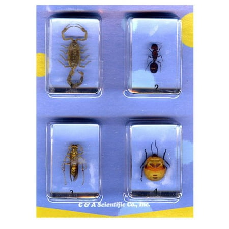 Bugs Specimen #1 Set