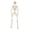 65", variant on Leutsin Halloween Posable Skeleton, Full Body Life Size Lightweight Skeletons with Movable Joints, Realistic Plastic Bones Model for Spooky Halloween Decorations Indoor Outdoor Yard Decor, 16"