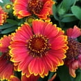 thumbnail image 3 of Better Homes & Gardens 2 Gallon Orange Gaillardia Blanket Flower Perennial Live Plants, 3 of 5