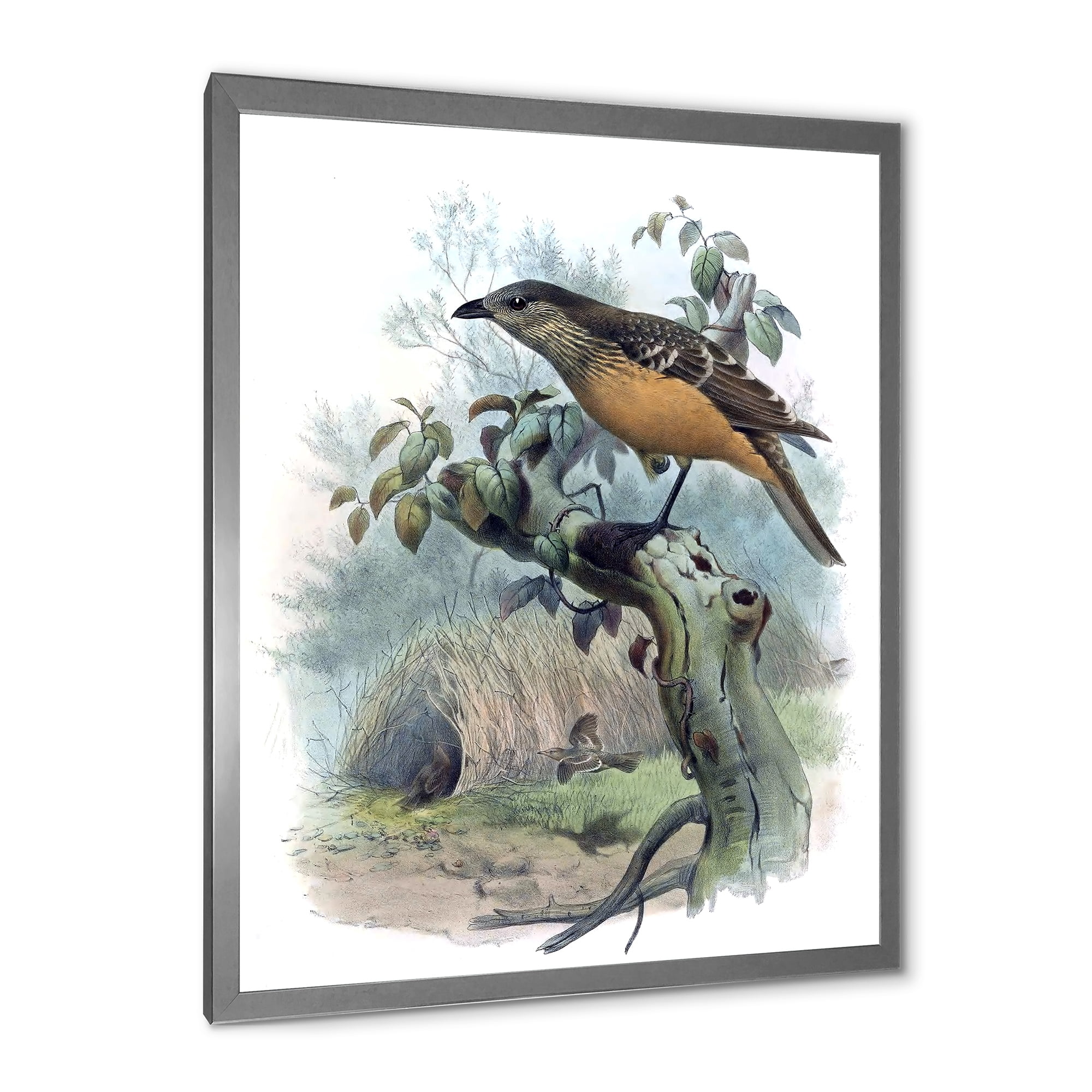 Designart 'The Paradise Birds on a Tree Branch' Traditional Framed Art Print
