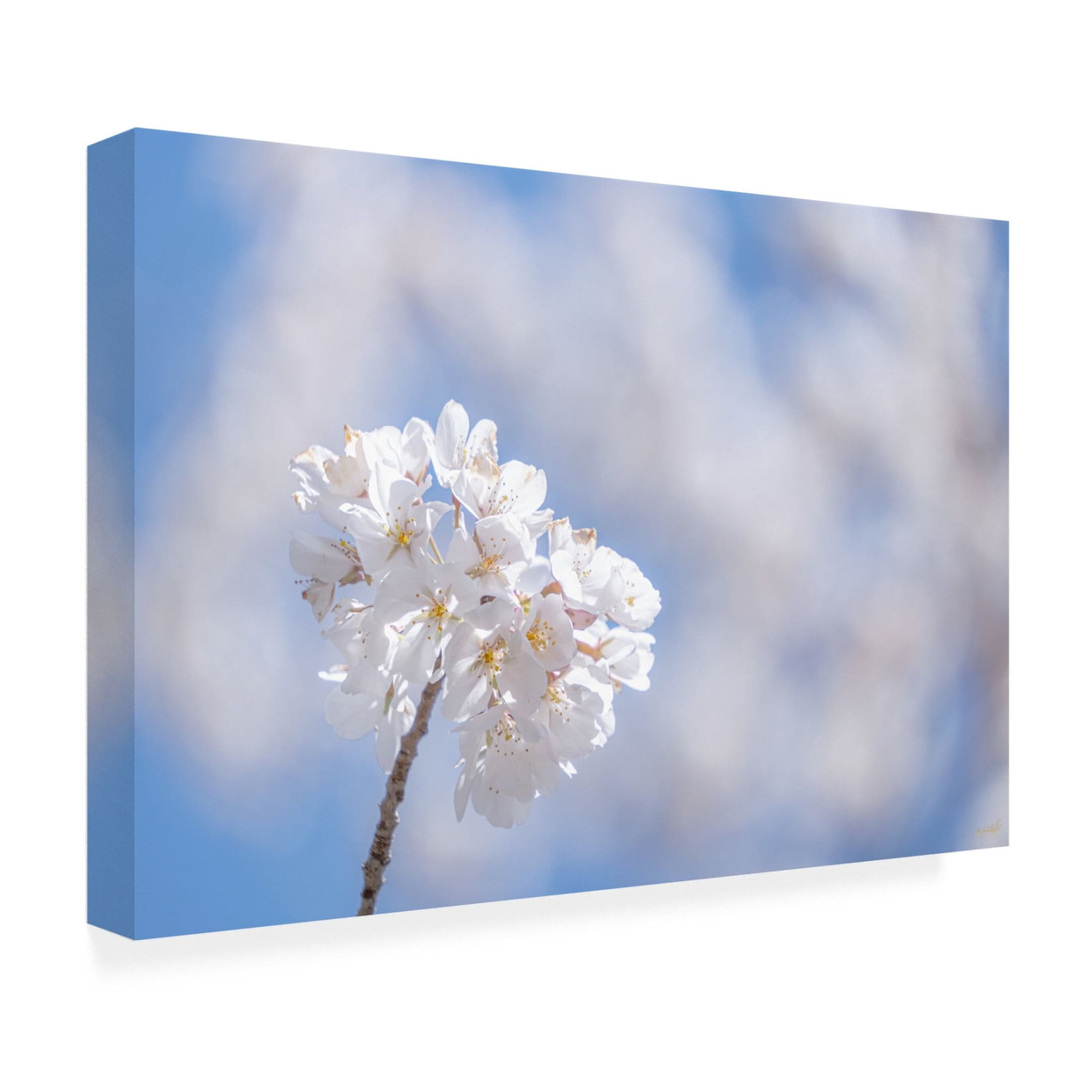 Canvas Wall Art - Life BeautifuLEE 'White Flowers Kissing Blue Sky 9' Wall Art for Living Room, Bedroom, or Office Décor by Trademark Fine Art - 19 x 12 Inches