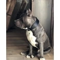 thumbnail image 2 of The "Style" Black Leather Dog Collar for Large Dog Breeds, 2 of 7