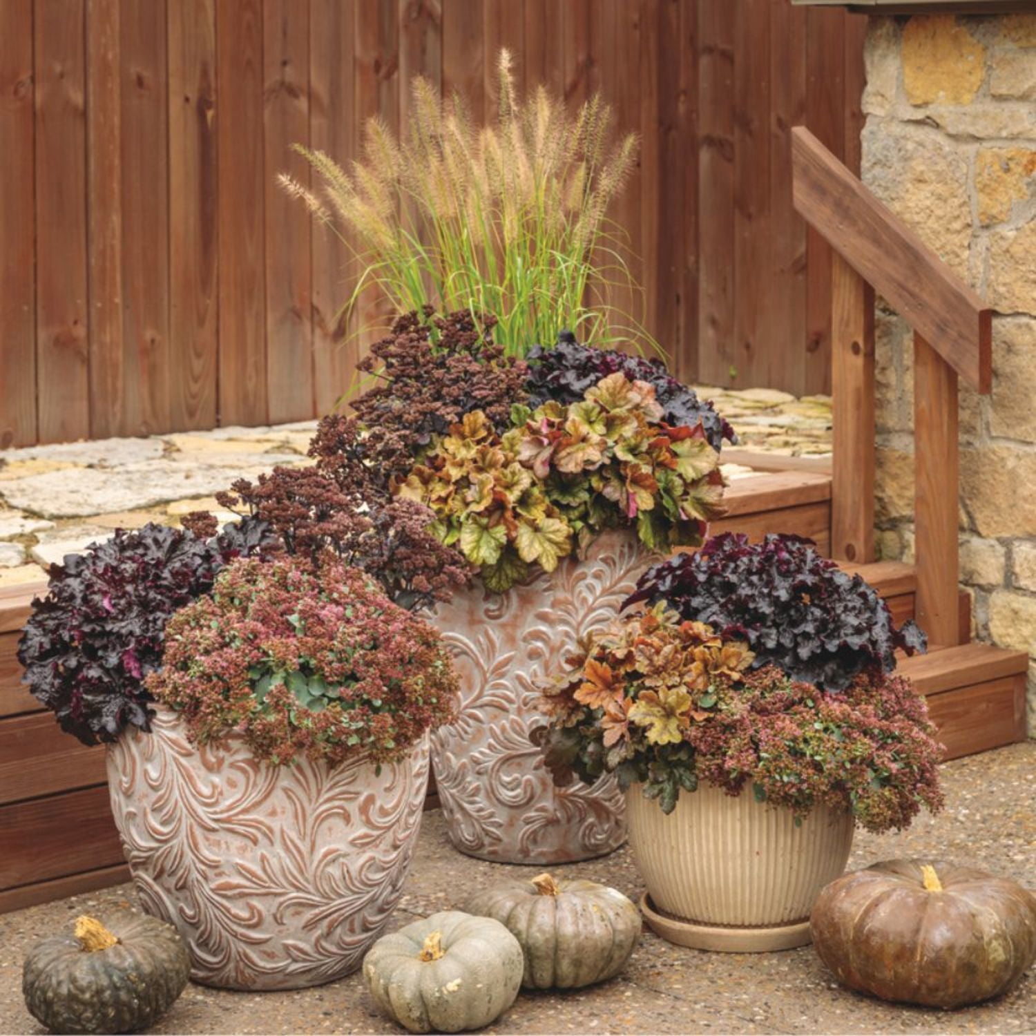 Proven Winners 5" Pink Rock 'N Round 'Popstar' Stonecrop Live Plant in 4.5" Pot (4 Count)