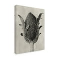 thumbnail image 2 of Trademark Fine Art 'Blossfeldt Botanical VI' Canvas Art by Karl Blossfeldt, 2 of 4