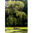 thumbnail image 2 of Pica, Jeff 23x32 Gold Ornate Wood Framed with Double Matting Museum Art Print Titled - Central Park Couple Summer, 2 of 4