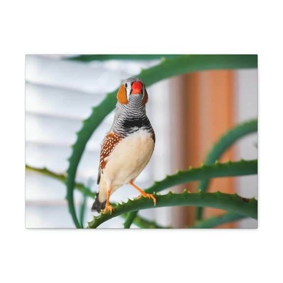 Funny Zebra Finch Silly Zebra Finch Scene Inside Wall Art Ready to Hang Unframed