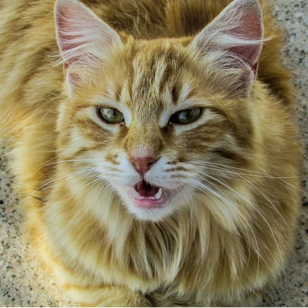 Hungry Animal - LAMINATED POSTER Cat Animal Roaring Stray Meow Hungry Looking Poster 24x16 Adhesive Decal
