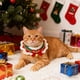 thumbnail image 5 of Navidad Collar Gato Perro Ornaments Wool Hand-woven Decorative Collars Bow Cottons Thread Decoration for Christmas Decoration, Pet Christmas Ornaments Cats Dogs Wool Hand-woven Bow Cottons Thread, 5 of 8