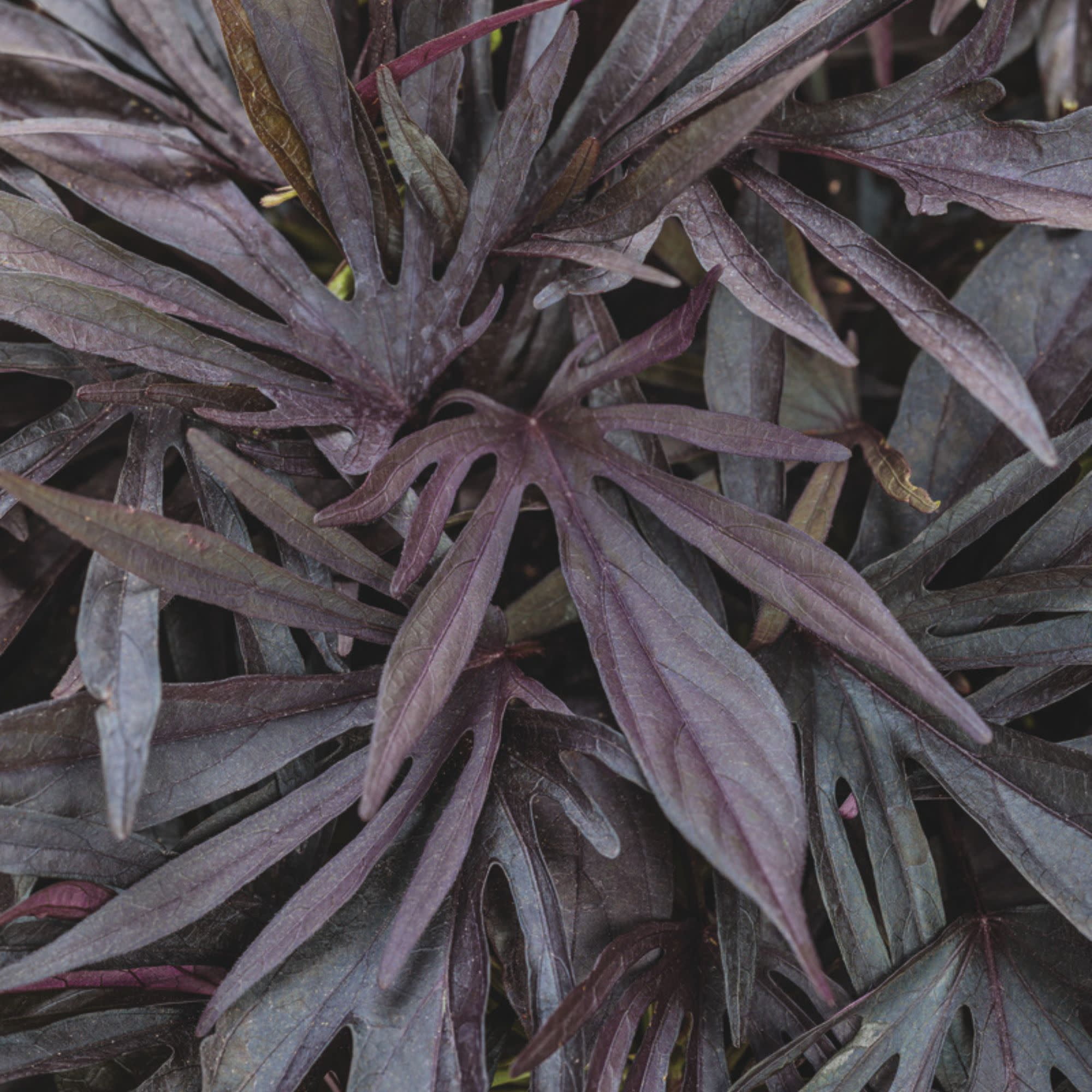 Proven Winners 4" Black Sweet Caroline Medusa Black Ornamental Sweet Potato Vine Live Plant in 4.25" Pot (4 Count)