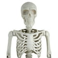 thumbnail image 3 of 10ft Posable Skeleton, Bone Colour — Halloween Decoration by Way to Celebrate, 3 of 7
