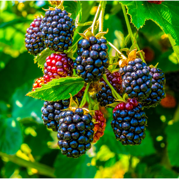 2 Sweet Boysenberry Plants Live for Planting, Boysenberry Seedlings 5-9 Inch Tall, Fast Growing Fruit Plants