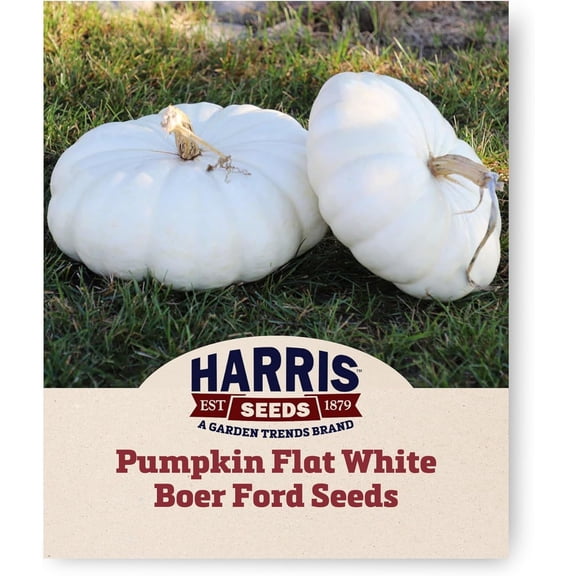 Harris Seeds Flat White Boer Ford Pumpkin, Non-GMO Treated Specialty White Pumpkin Variety, 25 Count