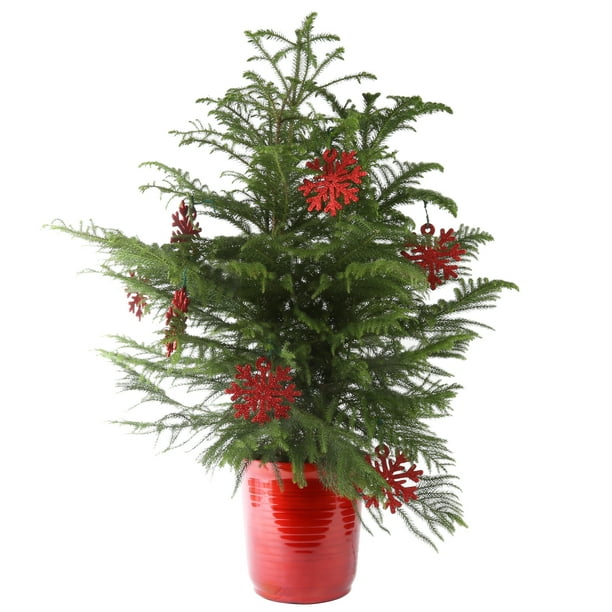 Costa Farms Live Indoor 3ft Tall Green Norfolk Island Pine Tree Indirect Sunlight In 10in Decor Pot Walmart Com Walmart Com