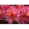 thumbnail image 2 of Crane, Rita 24x17 White Modern Wood Framed Museum Art Print Titled - Exotic Rhodies III, 2 of 4