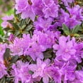 thumbnail image 3 of Direct Gardening 3 Gal. Pot PJM Elite Star Rhododendron Broadleaf Evergreen Purple Flowering Shrub, 3 of 6