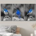 thumbnail image 3 of wall26 3 Panel Canvas Wall Art - Color Splash of Blue Bird with Black and White Background - Giclee Print Gallery Wrap Modern Home Art Ready to Hang - 16"x24" x 3 Panels, 3 of 5