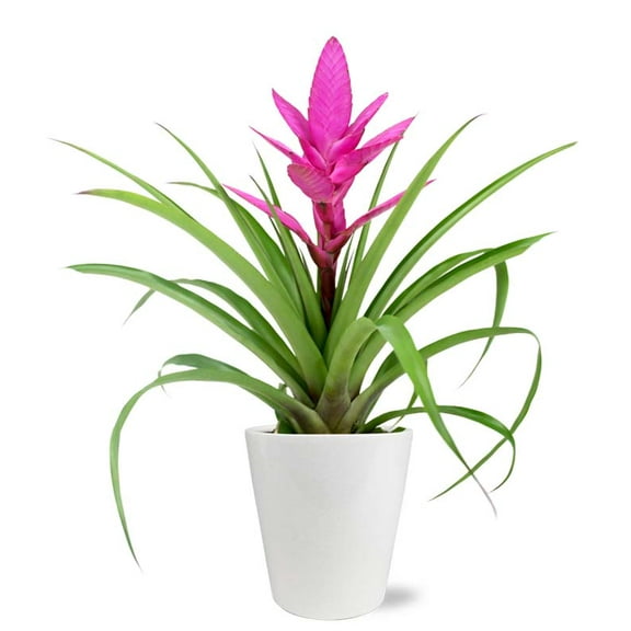 From You Flowers - Posh Pink Tropical Bromeliad Plant for Birthday, Anniversary, Get Well, Congratulations, Thank You, All Occasions