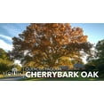 thumbnail image 2 of Cherrybark Oak Tree | 3 Live Plants | Quercus Pagoda | Fast-Growing Shade | Excellent for Hardwood Restoration & Wildlife, 2 of 6