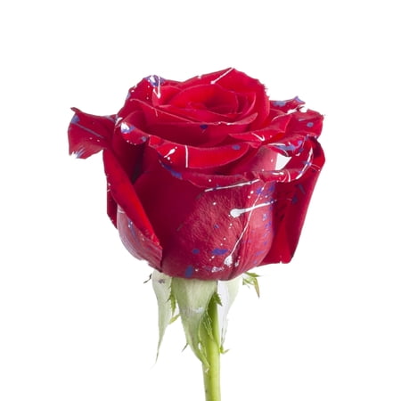 Painted Love Confetti Roses – Farm Direct Fresh Cut Flowers – 100 Stems – Red Roses – by Bloomingmore Painted Love Confetti Roses – Farm Direct Fresh Cut Flowers – 100 Stems – Red Roses – by Bloomingmore