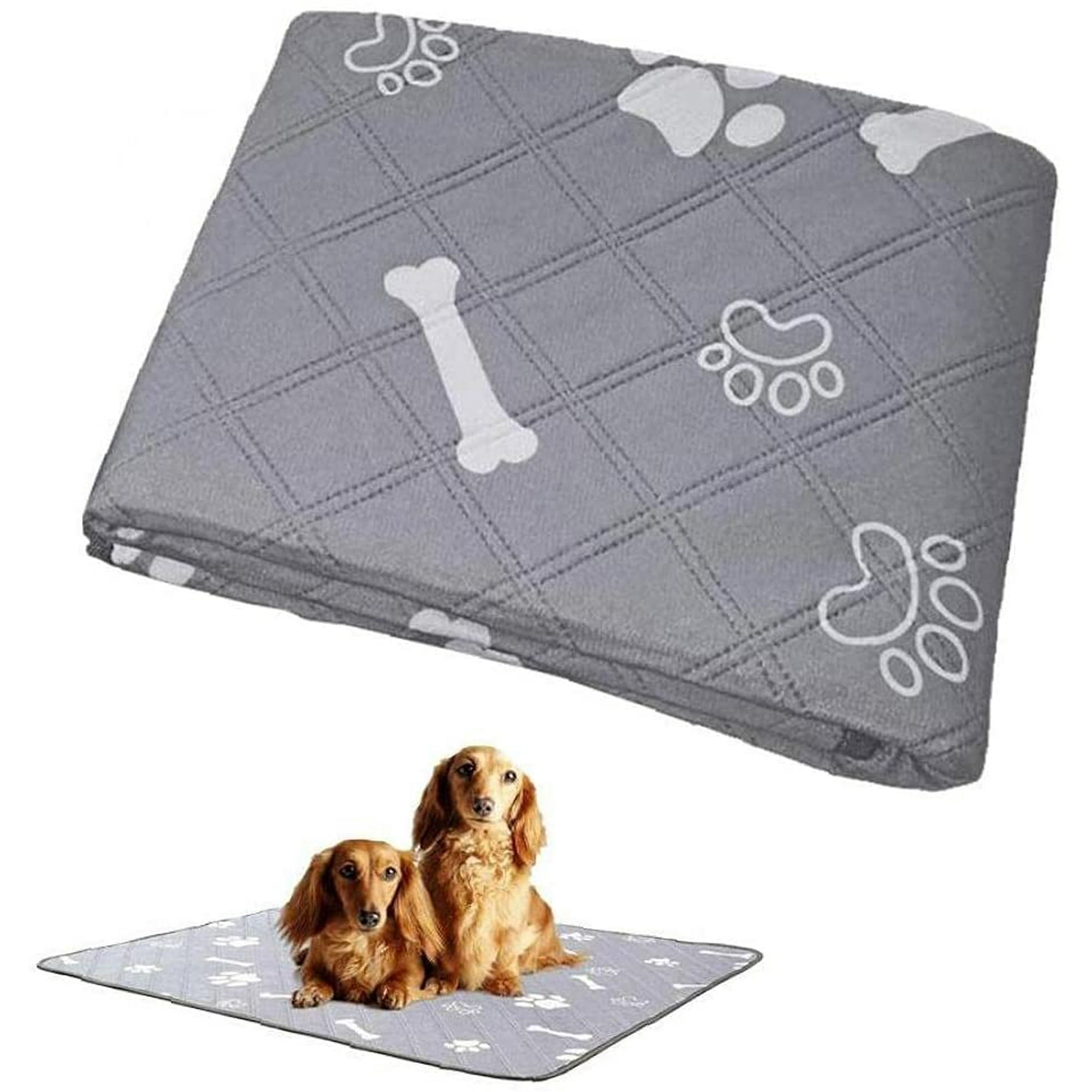 Why Does My Dog Keep Leaking Pee